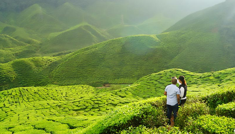 Munnar-A-Walk-at-the-Verdant-Tea-Gardens