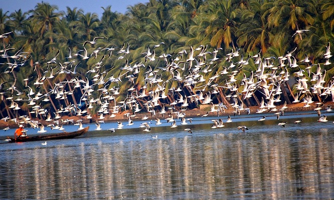 Kerala Tourism honeymoon packages