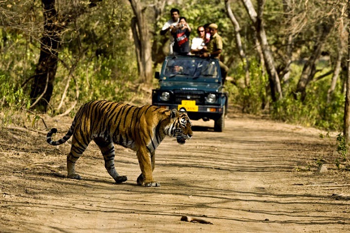 wildlife safari in india